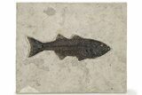 Phenomenal, Uncommon Fish Fossil (Mioplosus) - Wyoming #222872-1